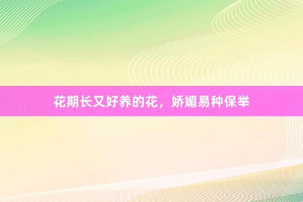 花期长又好养的花，娇媚易种保举