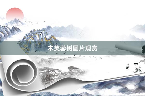 木芙蓉树图片观赏